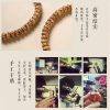 Bodhi Seed and Red Sandalwood Wisdom Bracelet Bodhi Seed and Red Sandalwood Wisdom Bracelet