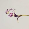 Handmade Mulberry Silk Orchid Brooch Handmade Mulberry Silk Orchid Brooch