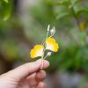 Handmade Mulberry Silk Ginkgo Leaf Brooch Handmade Mulberry Silk Ginkgo Leaf Brooch